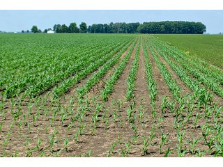 Property photo 151 - LAND AUCTION - 700+/- ACRES OFFERED IN 16 TRACTS IN ALLEN COUNTY, INDIANA